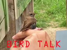 Listen to Bird Talk, an extract from Listening Station by Feral Practice