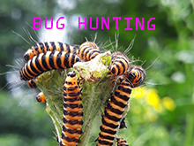 Listen to Bug Hunting, an extract from Listening Station by Feral Practice