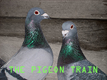 Listen to The Pigeon Train, an extract from Listening Station by Feral Practice
