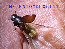 Listen to The Entomologist, an extract from Listening Station by Feral Practice